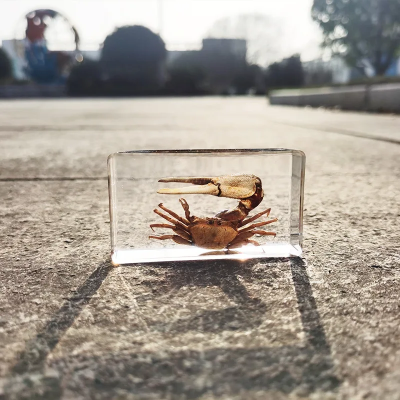 oversized real insect specimens, transparent resin whip scorpion fiddler crab star celestial bull cicada 3