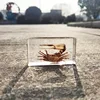 oversized real insect specimens, transparent resin whip scorpion fiddler crab star celestial bull cicada 3