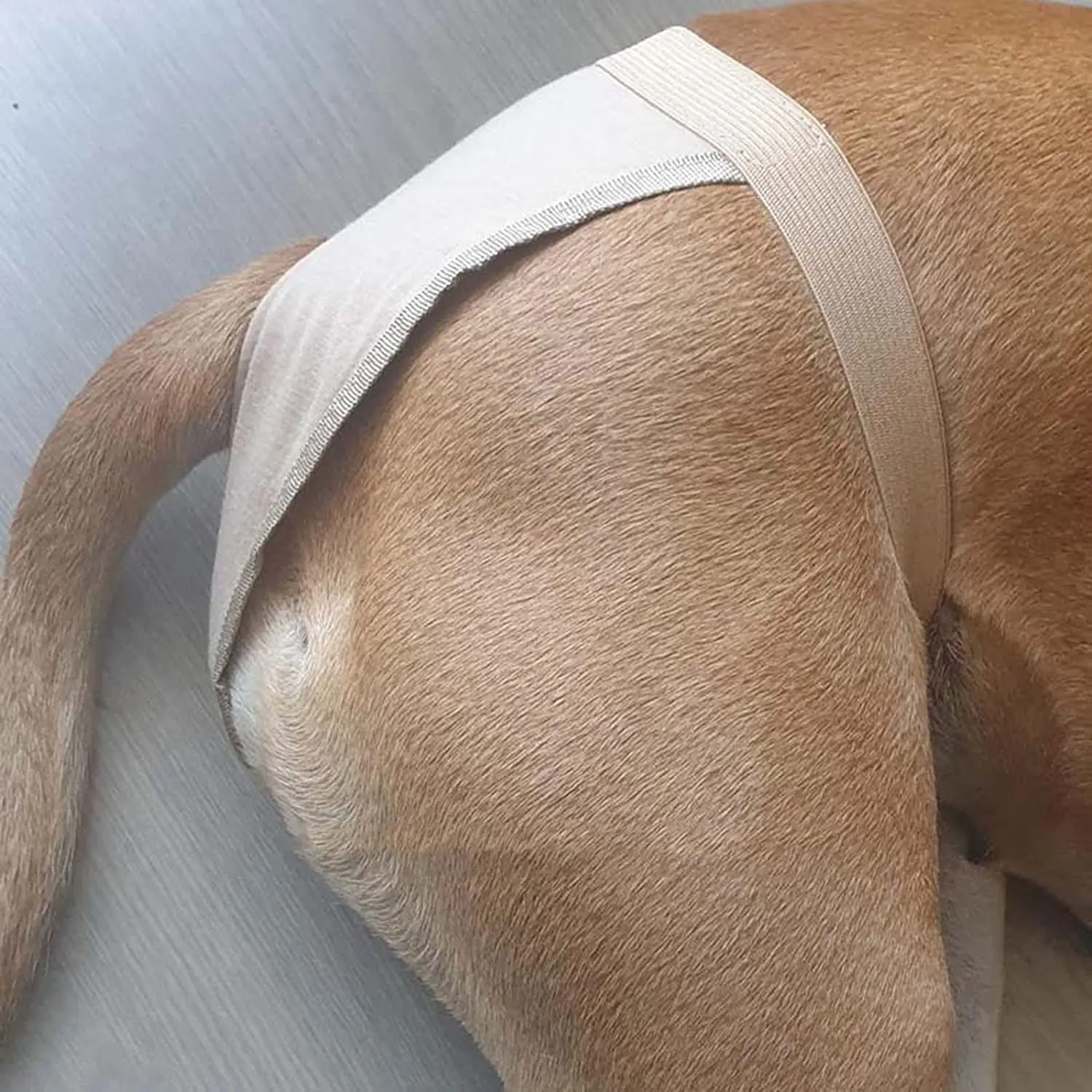 Female Dog Panties Adjustable Pet in Heat Menstrual Sanitary Physiological Pants Reusable Diapers for Small Medium Large Dogs dog diapers pet diapers dog nappies