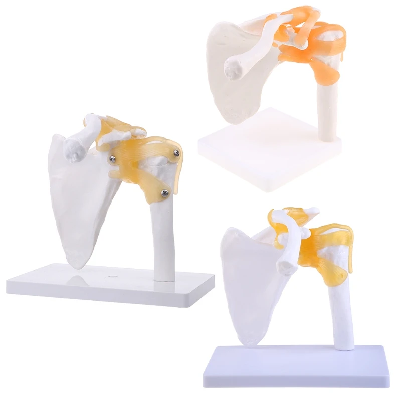 Functional Anatomical Life Size Human Anatomy Skeleton Shoulder Joint Bone Muscle Model For Teaching Study Tool D5QC medical head model