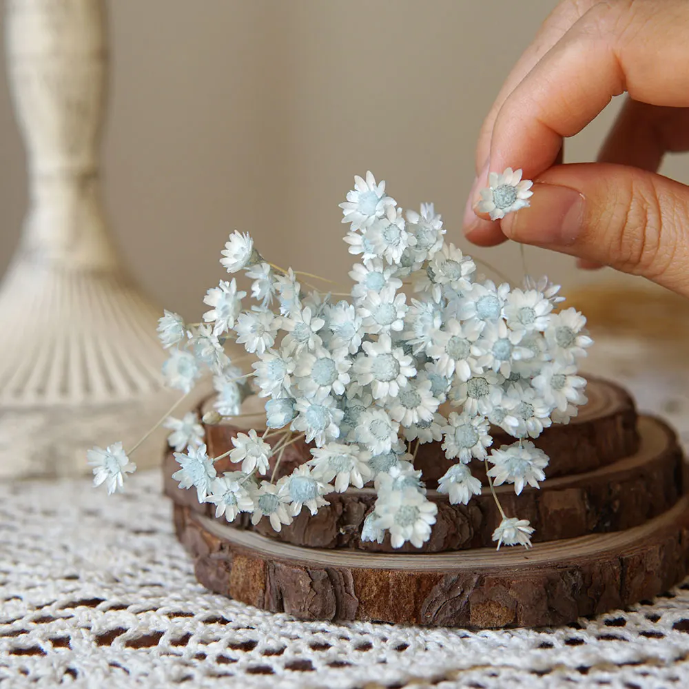 Preserved Little Star Flowers - 100pcs for Wedding and Home Decoration