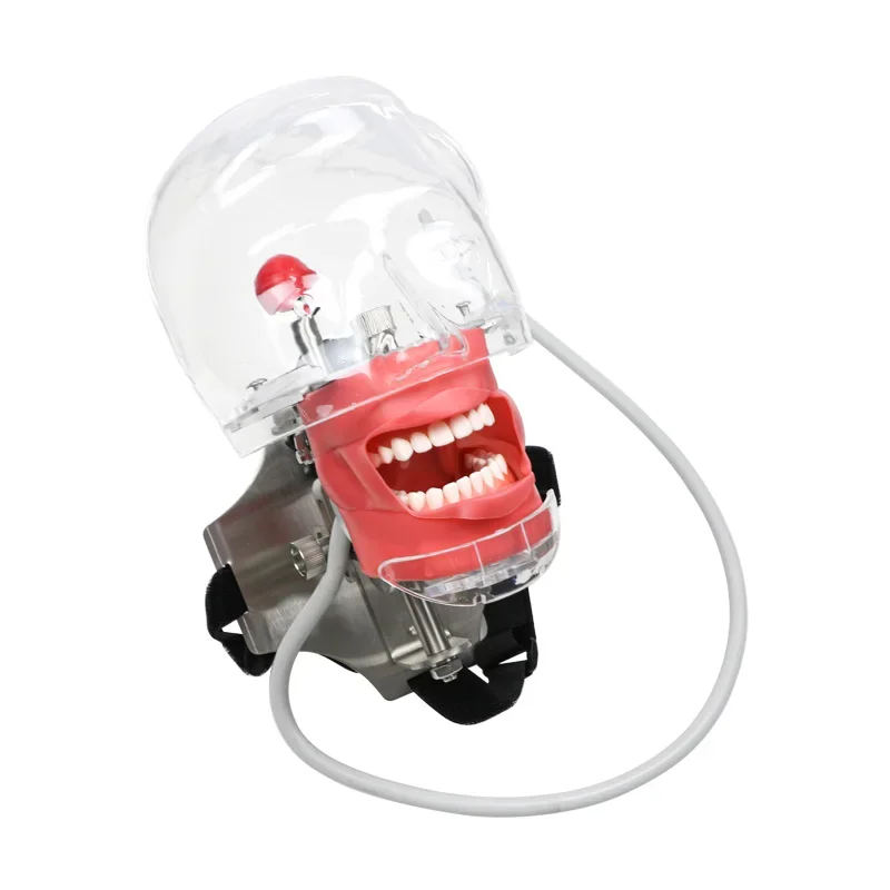 

Стоматологическая модель, стоматологическая обучающая модель зубов, стоматологический лабораторный инструмент