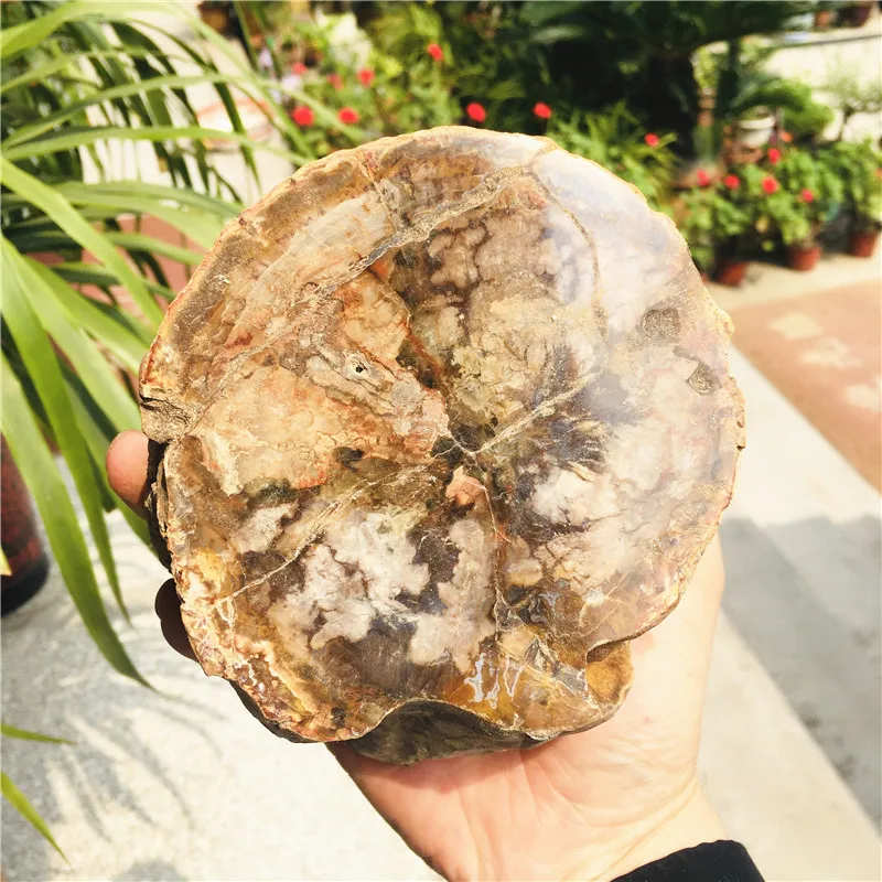Natürliches versteinertes Holzkristall aus Madagaskar - Verschiedene Größen und Formen für Heimdekoration und Sammlerstücke – Detail 3