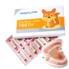 16/12 Sets/ Box Dental Denture Teeth Upper Anterior Lower Posterior Teeth acrylic A2 A3 2 layers Dental Education Model 6