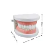 Adult Typodont Demonstration Denture Model Standard Teeth Model Dentistry Lab Material for Teaching Learning Clinic Instrument 3