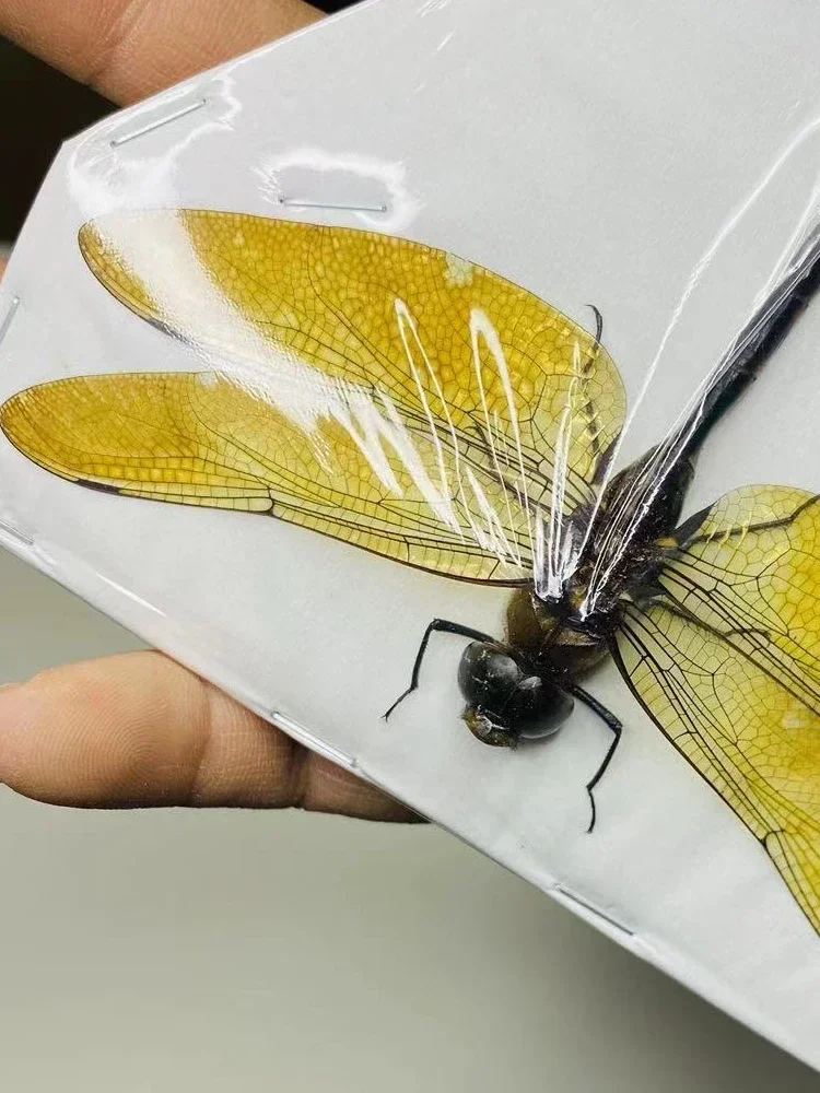 Thai Amber Dragonfly Specimen Gorgeous Ambragaeana Ambra True Insect Beetle Material Protozoa Home Decoration Accessories 5