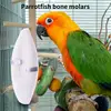 11cm Natural Cuttlebone for Birds Pet Grinding Cuttlefish Bone Chew Toy Calcium Cuttlebone for Reptiles Parakeets Macaw Parrot 1