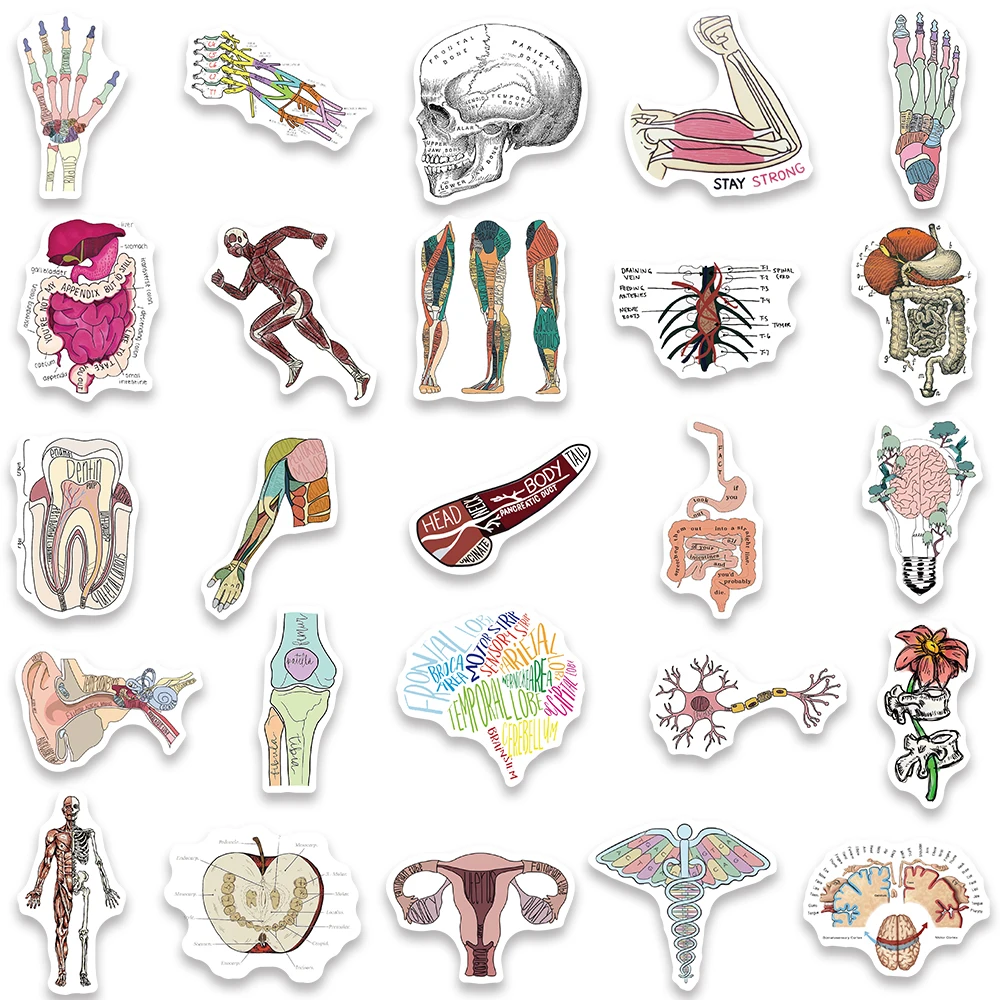 Waterproof Terrain Boots 50-Piece Human Anatomy Stickers - Biology ...