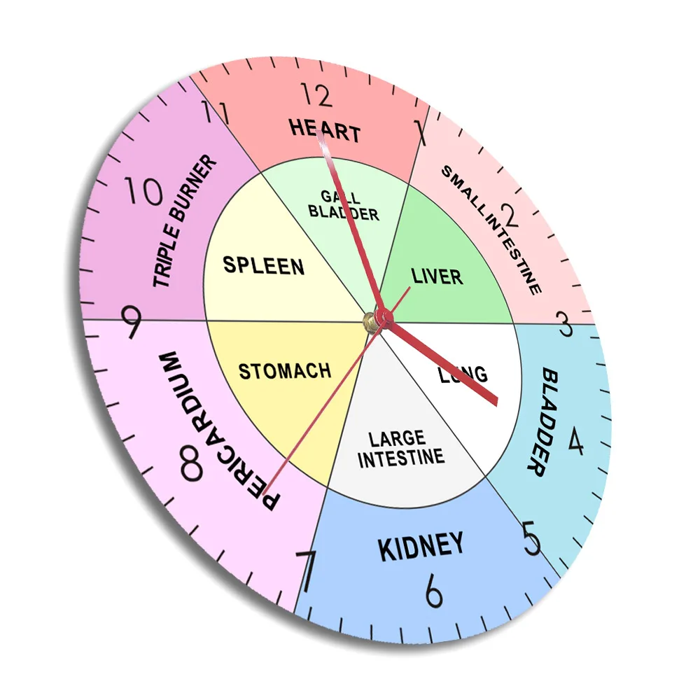 TCM clock elements meridians organs acupuncture Paper Plates | Zazzle