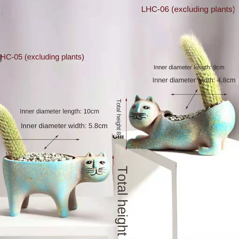 Piante grasse con fiori | Lo shop di Spilly Cactus