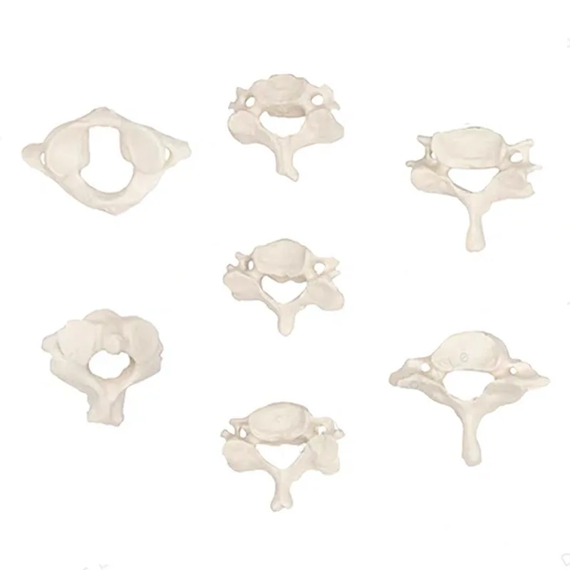 Human Anatomical Spine Model 6
