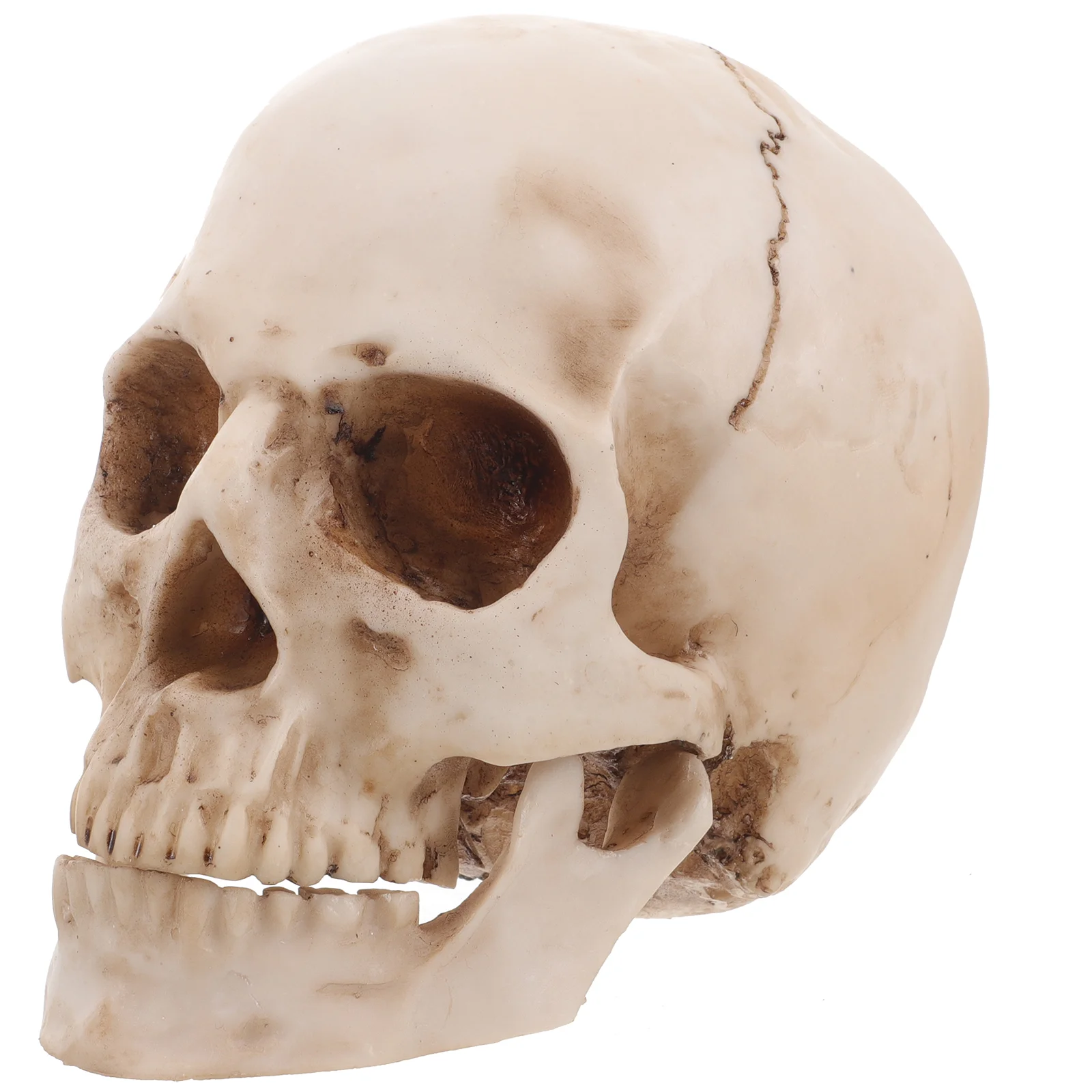 

Real Person Prom Halloween Skull Decor Human Model with Movable Teeth Resin