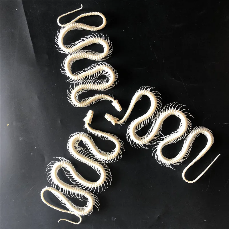 1/2/3/5/10 pcs Real Snake Skeleton Skull Animal Specimens, Taxidermy, About 30-40cm 5