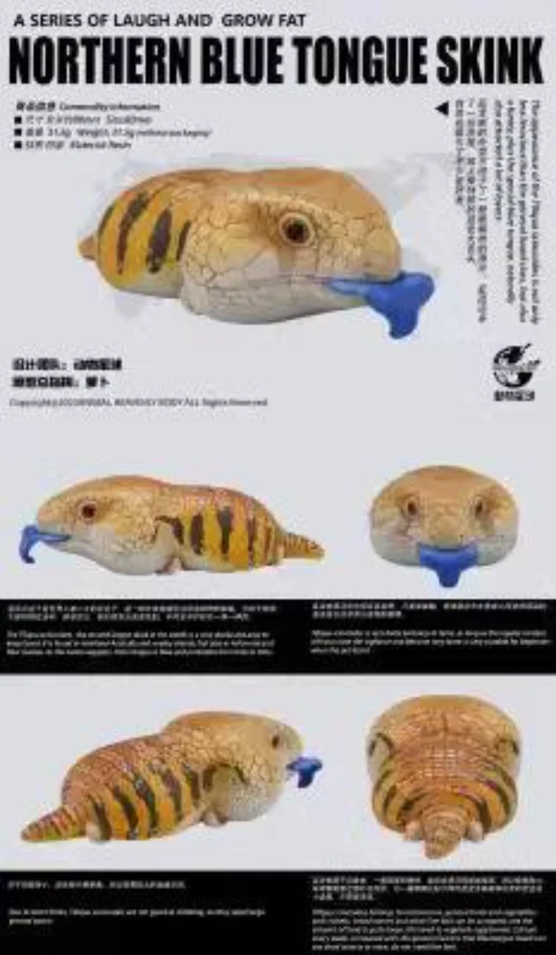 Фото Животные планеты серии смех и рост толстые 16 Игуана циклура Lewisi Tiliqua подлинные спасательные Merianae коллекционные №3