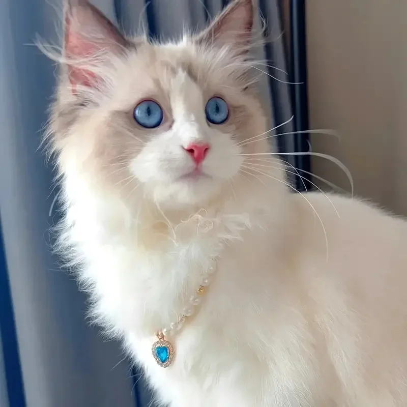 Pet Pearl Collar Dog Princess Necklace Cat Jewelry Cute Collar Puppy Accessories Dog Kitten Chain Chihuahua Wedding Jewelry Gift 5