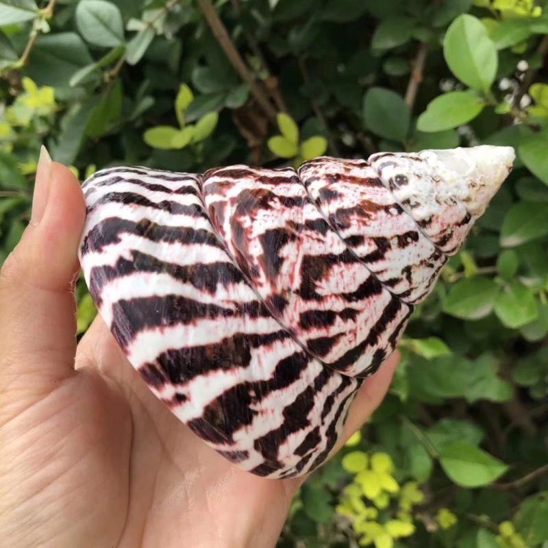 

Natural Conch Shell Fish Tank Aquatic Landscape Rare Specimen Collection and Home Decoration Beach Decor Seashells