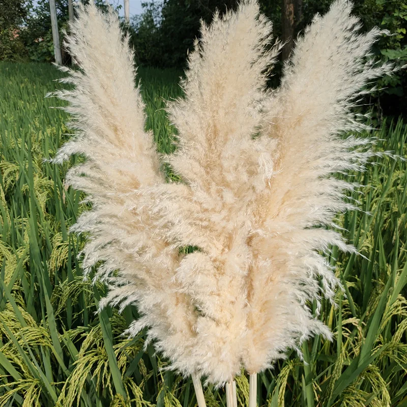 

10PCS 80-120cm Large Pampas Grass Flores Arrangement Dried Flower Bouquet Home Decor Tall Fluffy Living Room Wedding Decoration