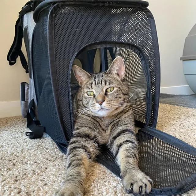 Pet supplies Scalable household outing, large capacity breathable dog bag, portable and foldable cat backpack 2