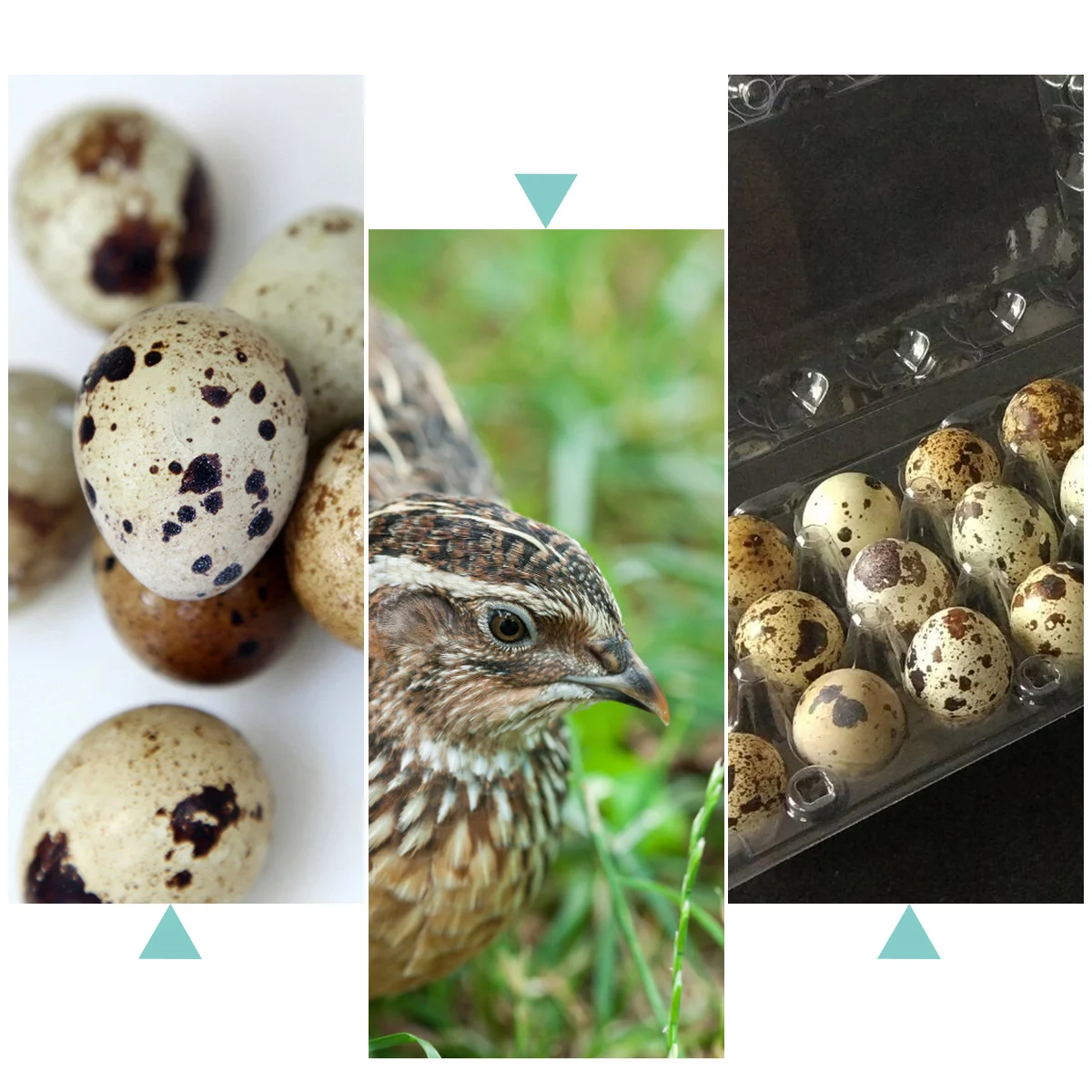 50 Vassoi Per Uova Di Quaglia In Plastica - Contenitori Da 6 Posti, Per Frigorifero - Foto 5