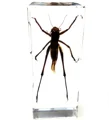 Saltamontes