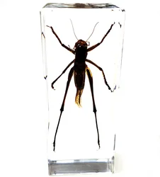 Large Insect Resin Specimen Collection for Science and Education Desk Ornament (Saltamontes)