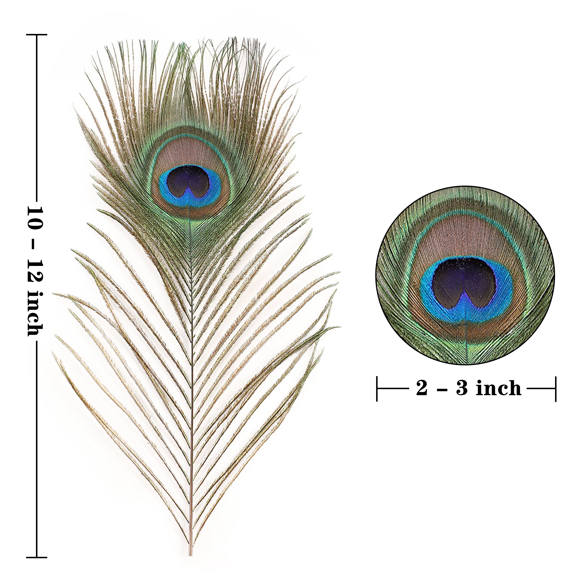 Peacock Feather Decoration Craft Feathers Natural Feathers 10Pcs/Lot Natural Peacock Feathers for DIY Craft Wedding Holiday Decoration Home Decoration and Floral Arrangement
