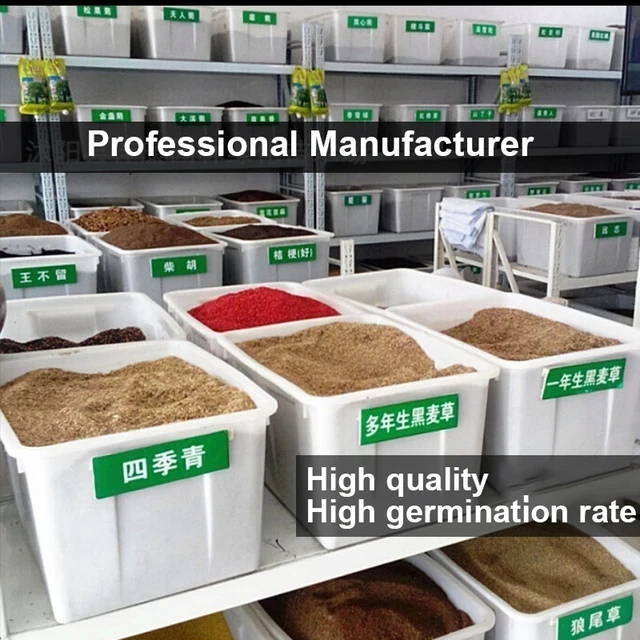 4Types Alocasiareginulaninja 10Db Kerti Dekoráció Növény Bonsai - Image 5