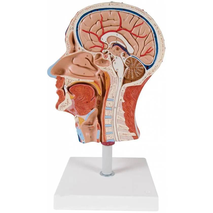 

Human Half Head With Musculature