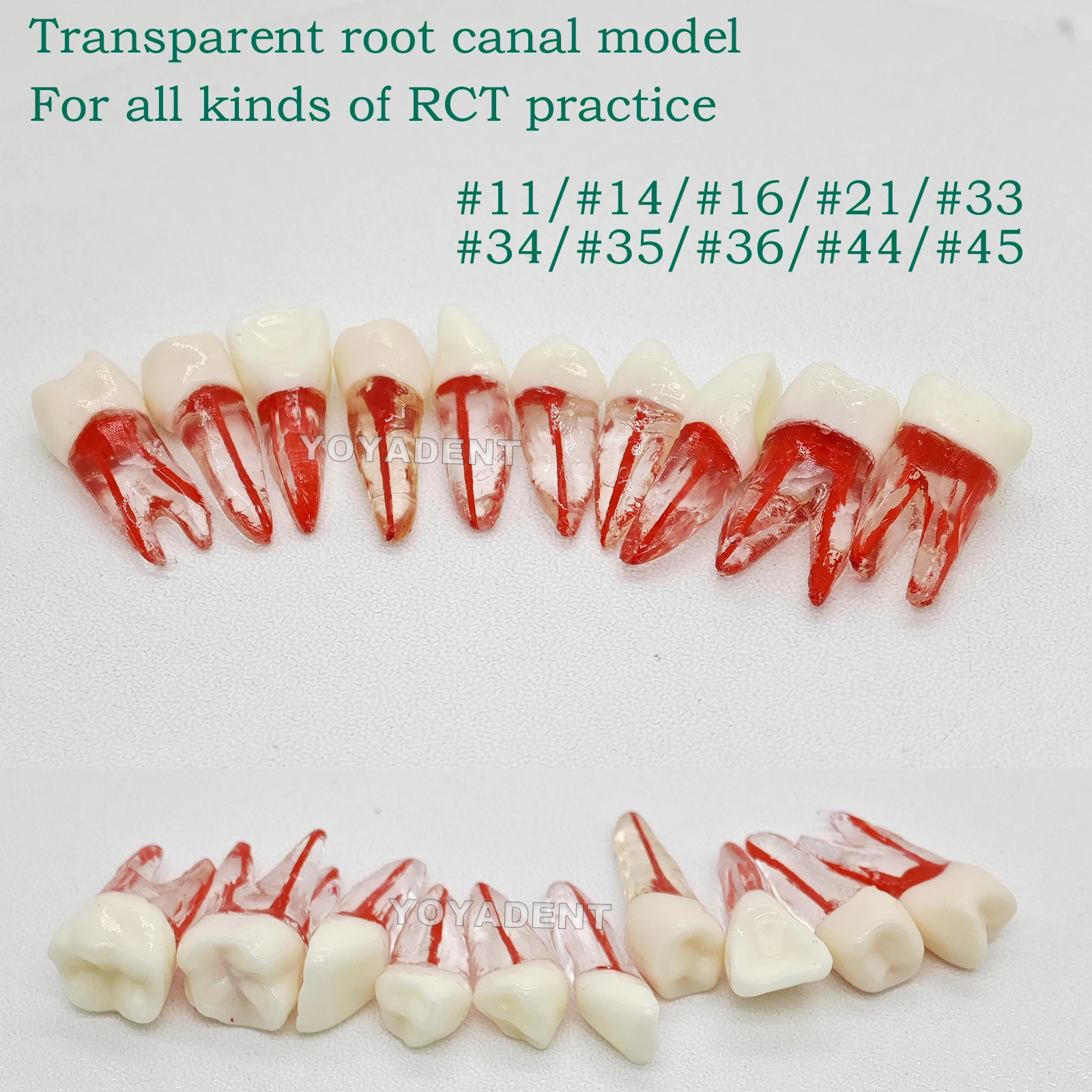 치과 치아 모형 치근관 치아 연구용 RCT 연습 교육용 모형 킬고어 니신 타입..