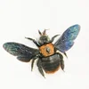 Real Insect Specimen Beetle Scarabaeidae Hornet Ants Student Observation Handicraft Collection Gift Home Decoration Taxidermy 3