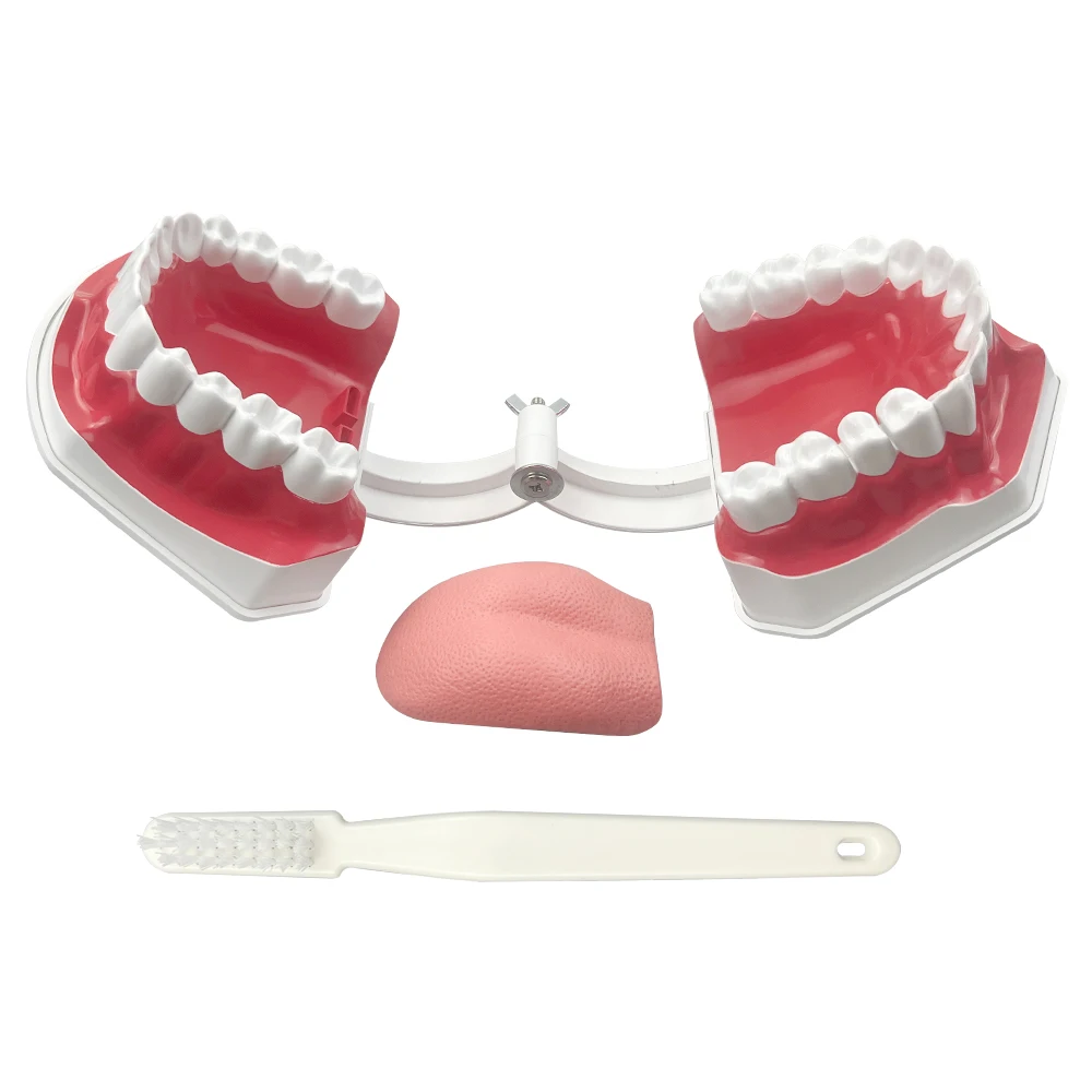 Dental Brushing Technique Demonstration Model with Tools - Oral Education Supplies