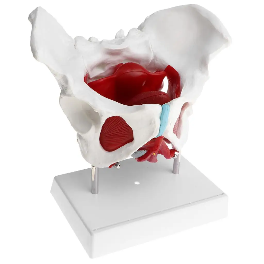 1:1 Lifesize Female Pelvis Coccyx Sacrum with Removable Organs Model Display School Teaching Tool