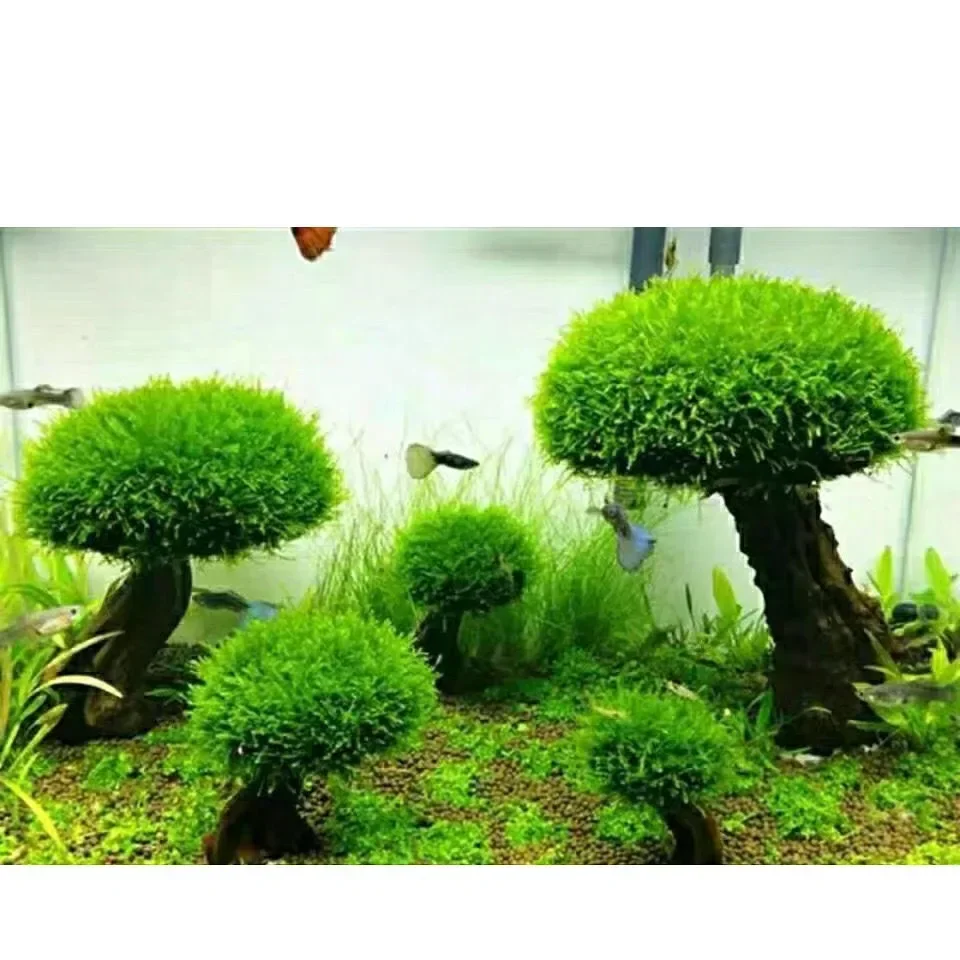 Fish Tank Decorations Fish Tank Plant Moss Tree Landscaping Wood Plant Root Driftwood Aquatic Plants Grass (No Moss)