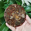 11CM Natural Ammonite Disc Conch Nautilus Specimen Healing Decoration Gift Coaster Art Disc Quartz Crystal Cup Mat Stone 4