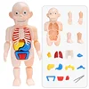 Body Anatomy Model For kids Children Human Torso Model Montessori Educational Learning Toys Organ Assembled Toy Kids 3D Puzzles 1