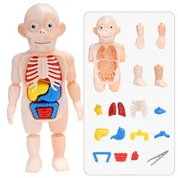 Body Anatomy Model For kids Children Human Torso Model Montessori Educational Learning Toys Organ Assembled Toy Kids 3D Puzzles 1