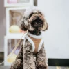 Winter Warm Dog Harness Leash Set Soft Plush Cat Puppy Vest For Small Medium Dogs Chihuahua Yorkie Harnesses With Matching Lead 5