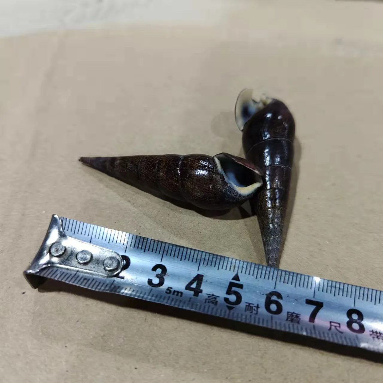 자연색 네일 달팽이, 표본, 검은색 소라와 껍질, 5-7cm