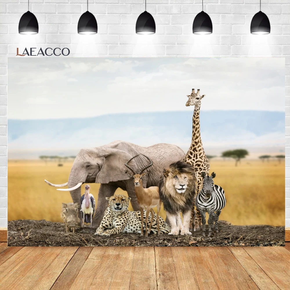 Laeacco      ĸ Ƽ  , ̺  ,  