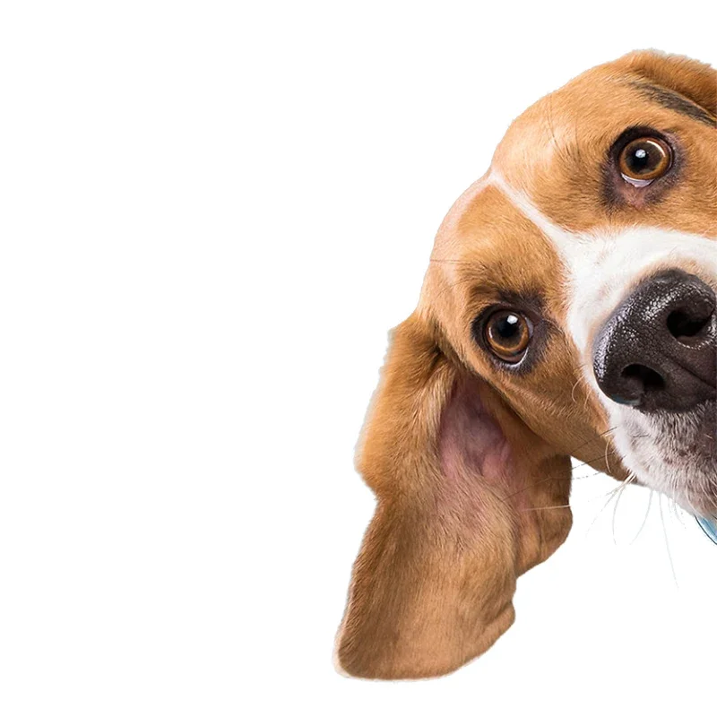 Classic Design Car Sticker Dog Pet Animal Occlusion Scratch Vinyl Decal Car Accessories Decor Car accessories decoration