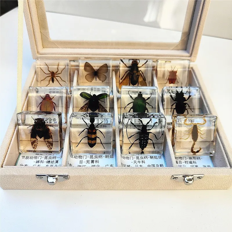 Small animal real insect resin scarab scorpion spider knows beetle specimen marine gift teaching cognition home decor 4