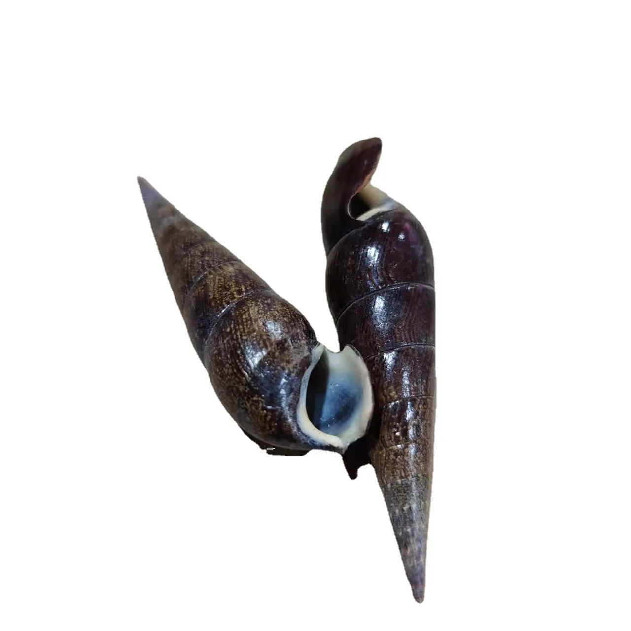 자연색 네일 달팽이, 표본, 검은색 소라와 껍질, 5-7cm