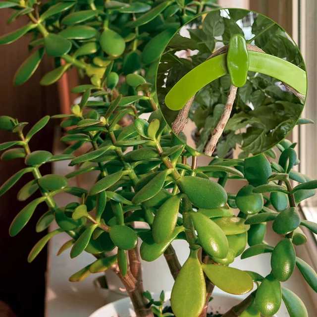 20Db Állítható Növényi Ágak Hajlító Rögzítő Újrahasznosítható Ág Húzó Gallyak Rögzítése Bilincs Bonsai Modellkert Kert - Image 5