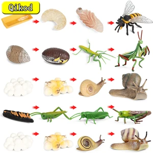 Toy Figure Insect Growth Cycle Snail Bee Mantis Life Cycle ModelsSimulation Animal Model Action Figure Teaching Material for Kid