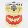 Typodont Mounting Pole Tooth Model 360-Degree Adjustable Fix on Desk Fit Kilgore Nissin Columbia Dentoform Frasaco 360 Type 5