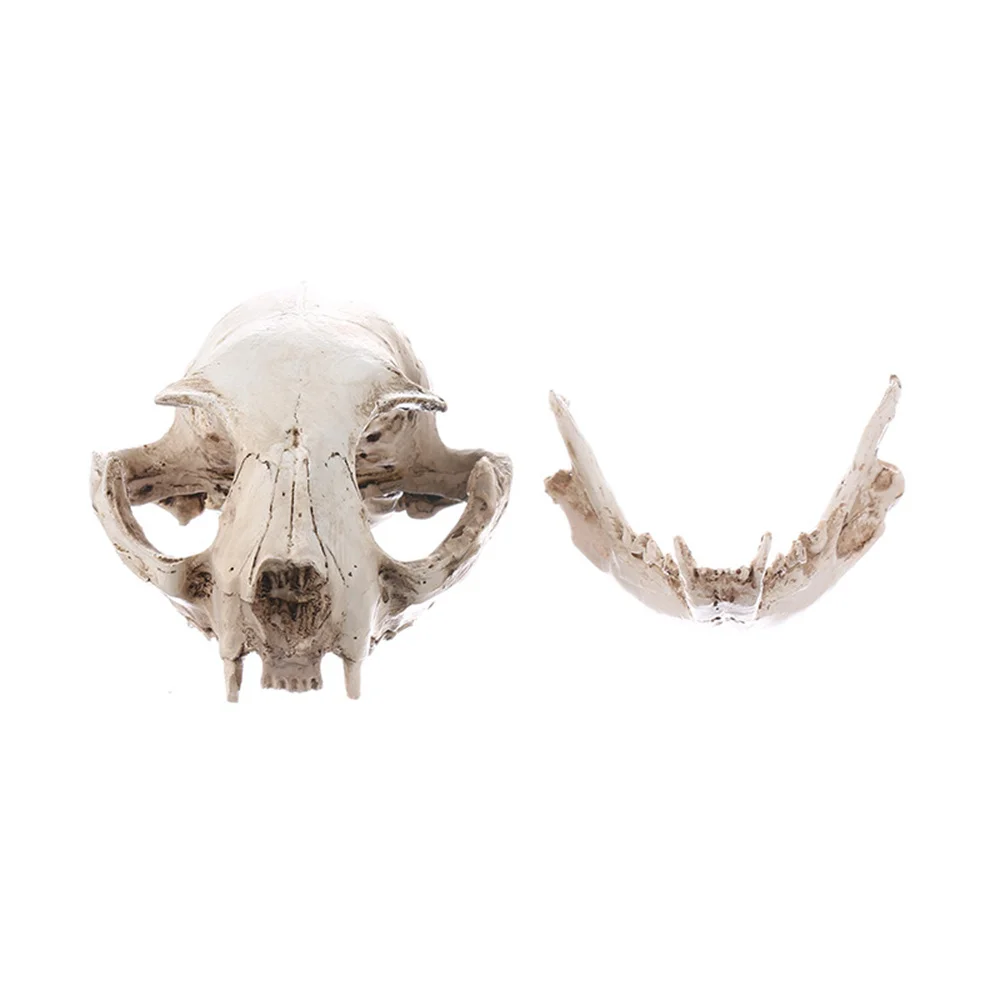 

Realistic Cat Skull, Resin Skeleton Head Scale Model Decorations, 6.5 x 6.5 x 9cm