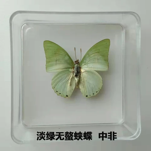 Butterfly Specimen Real Butterfly Specimen Insect Specimen Butterfly Shooting Props DIV Student Teaching Transparent Box Pack 