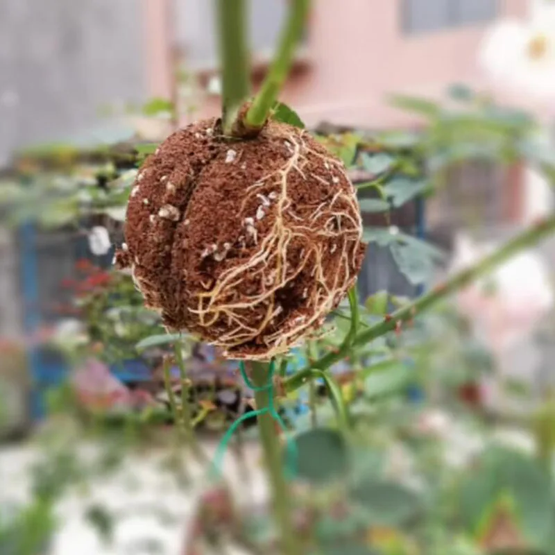 Plant Rooting Box Plant Rooting Pot 1pcs 10pcs 5cm Plant Rooting Ball Nursery Root