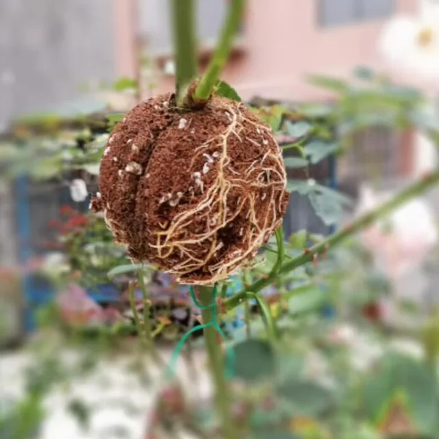 1Db 10Db 5 Cm -Es Növény Gyökerező Golyó Óvoda Gyökér Edény Oltó Tok Gyümölcsfa Virág Ág Termesztési Doboz Tenyésztő Tartály - Image 5