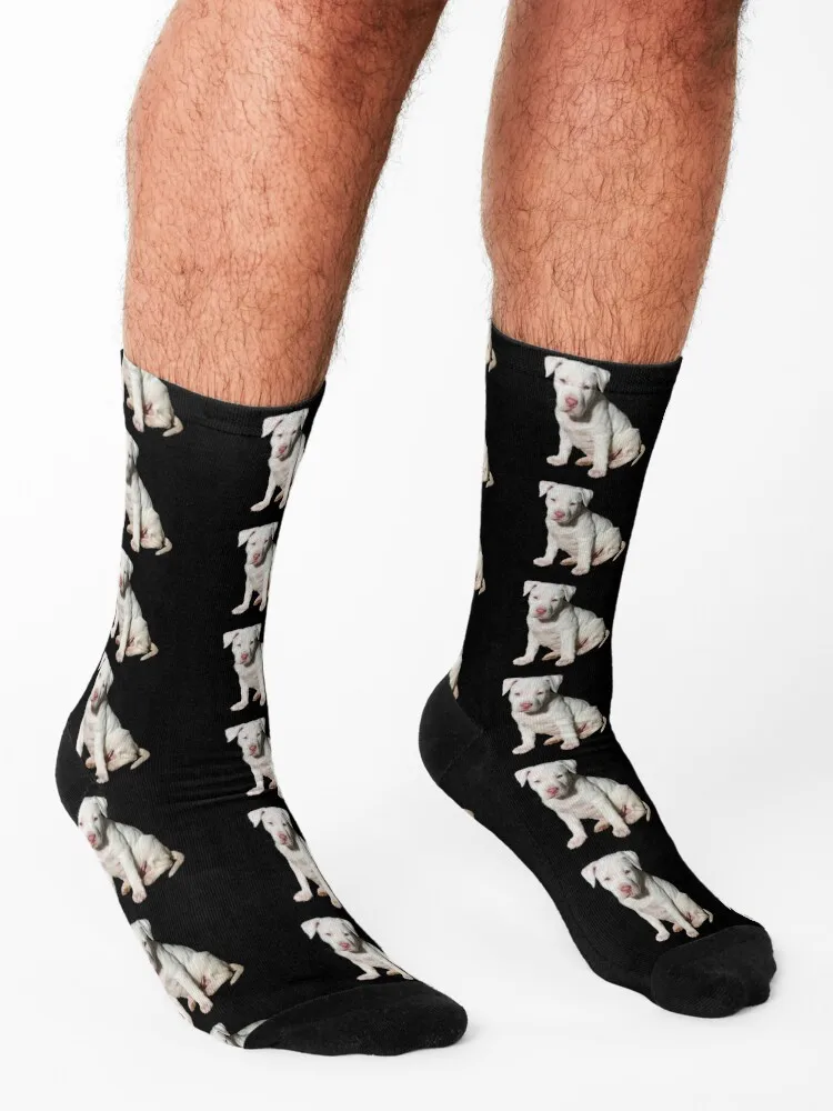 White Pitbull Puppy Socks golf custom socks christmass gift socks designer brand Men Socks Women's